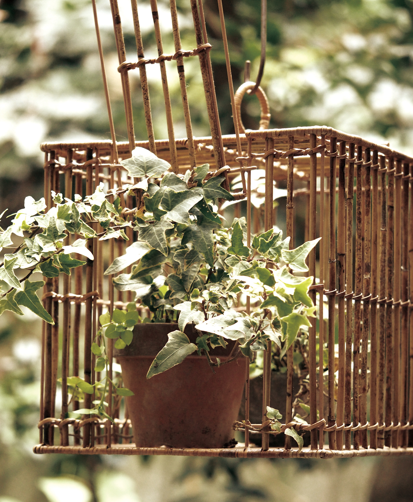 バードケージイメージ