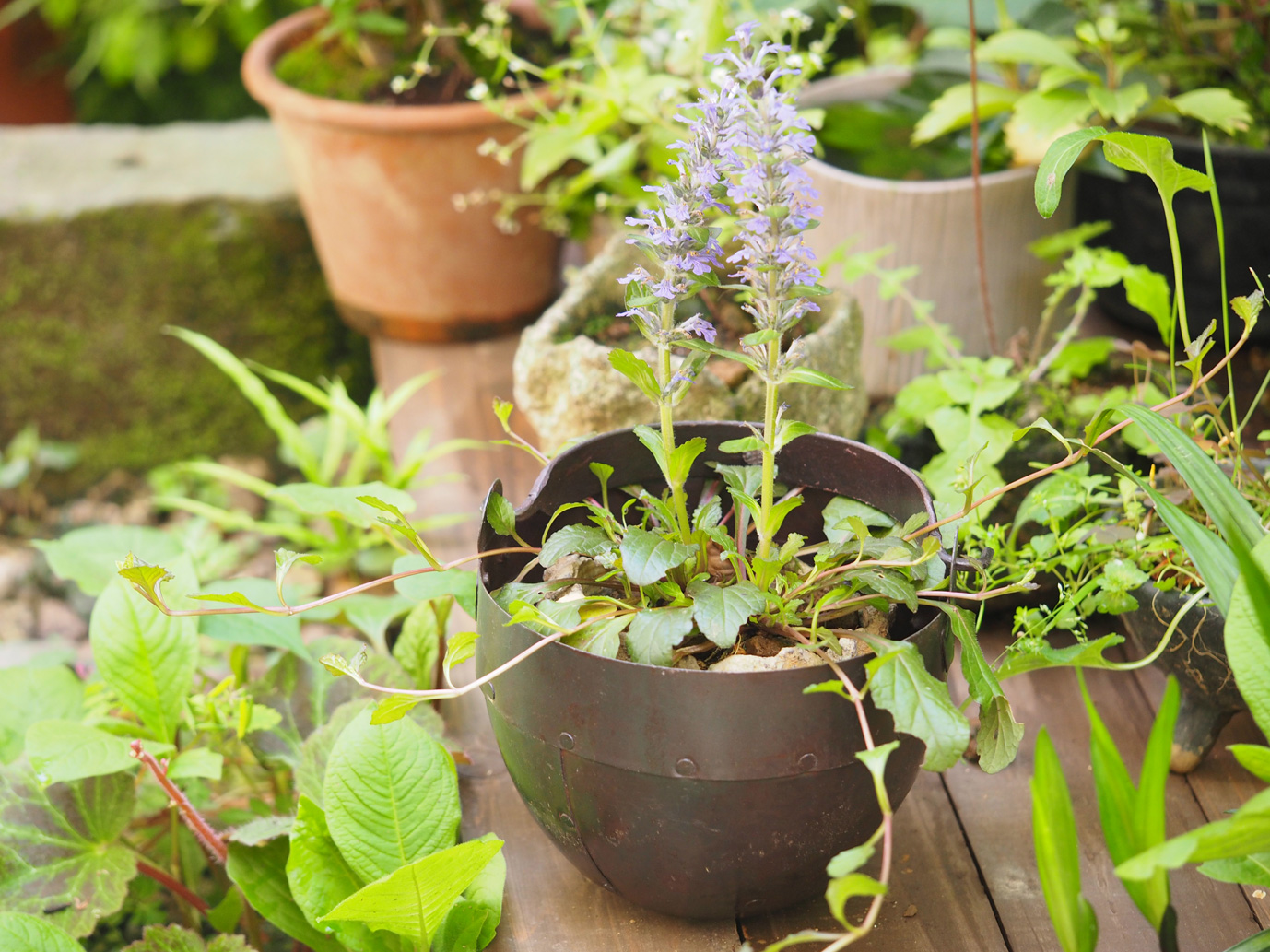 アイアンポット