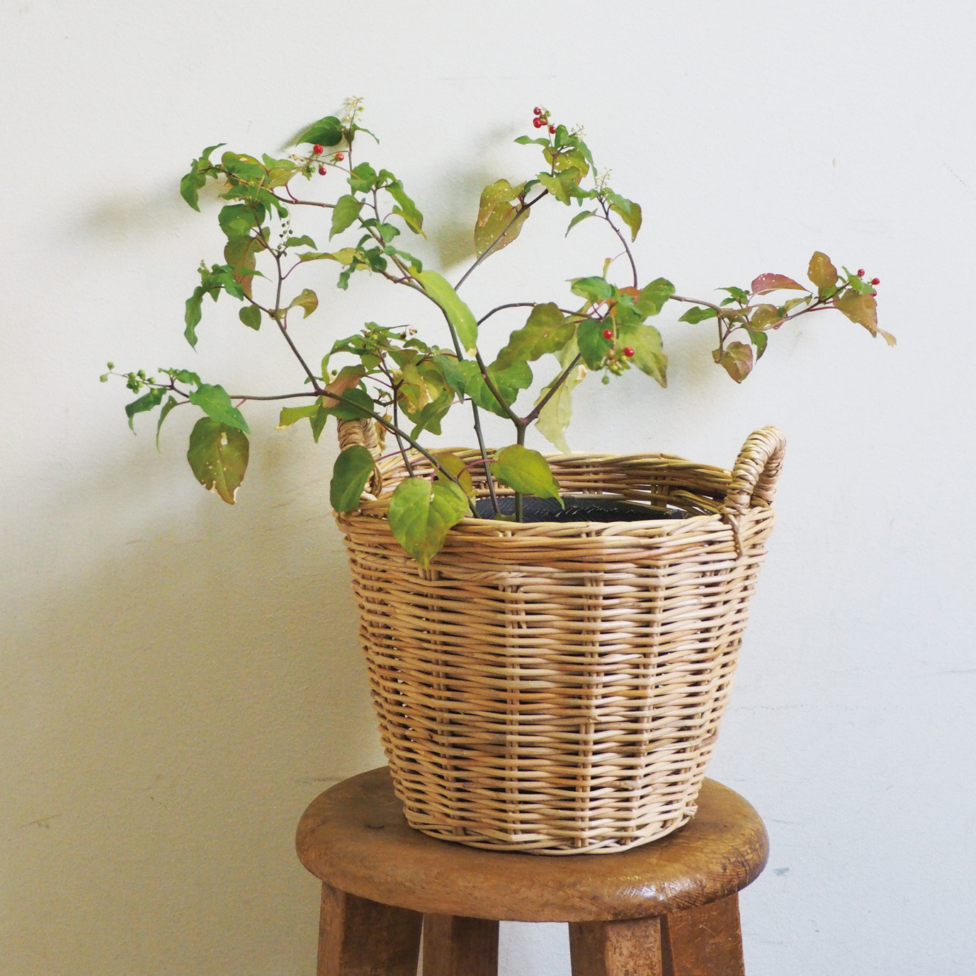 %e7%b1%90%e5%8f%96%e6%89%8b%e4%bb%98%e3%83%a9%e3%82%a6%e3%83%b3%e3%83%89%e3%83%90%e3%82%b9%e3%82%b1%e3%83%83%e3%83%88%e3%83%9f%e3%83%8b%e3%82%a4%e3%83%a1%e3%83%bc%e3%82%b8