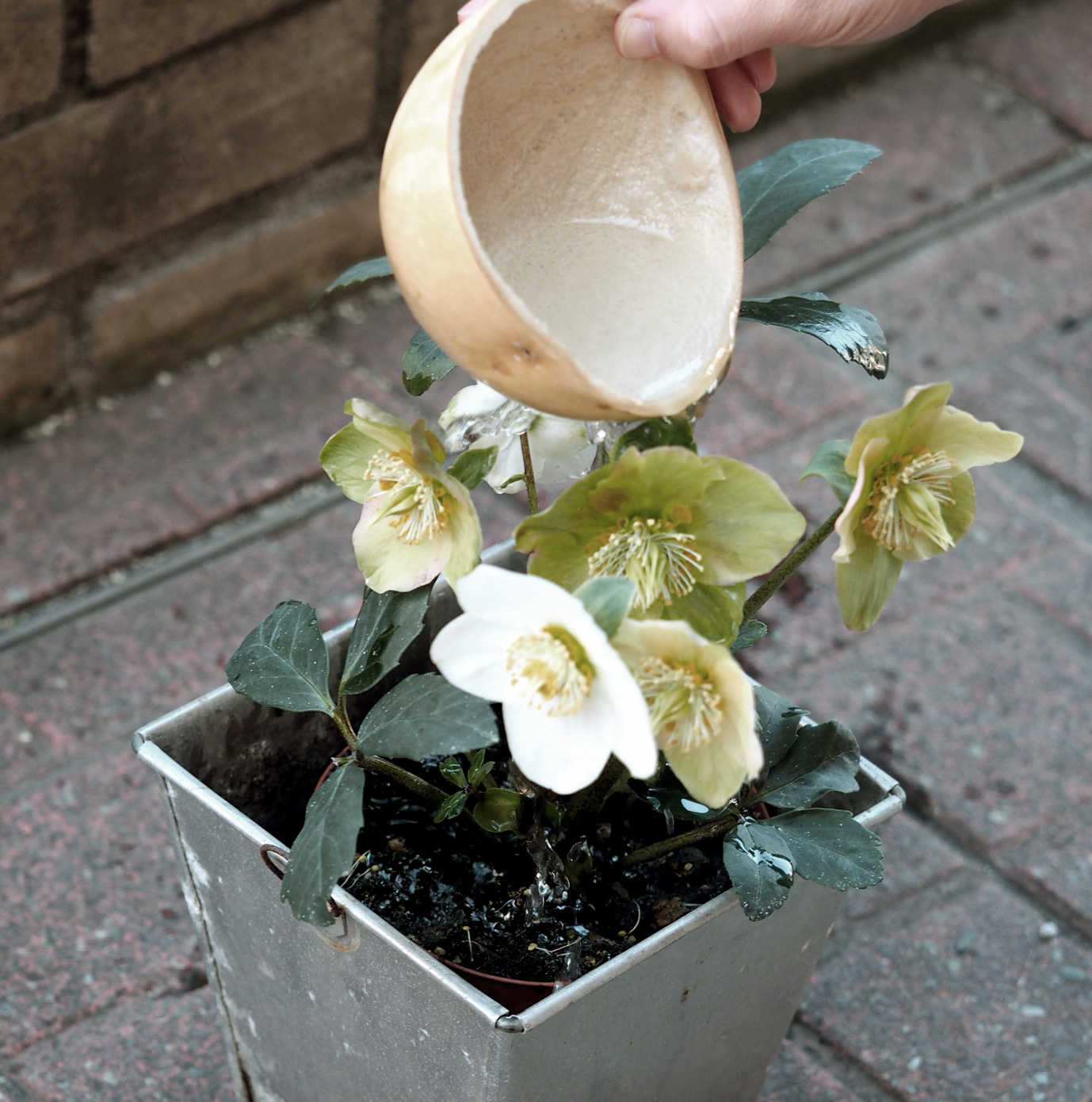 ひょうたん水やり